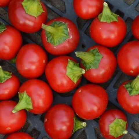 Semence "Piment Szentesi Cherry" - Bio - Écoumène