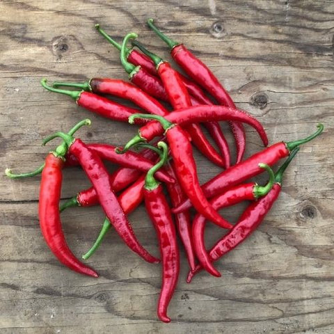 Semence "Piment cayenne Ring of Fire" - Bio - Écoumène
