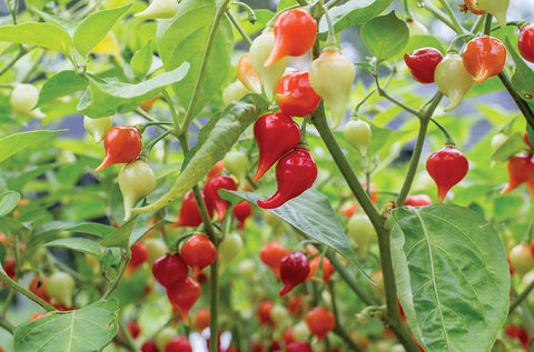 Semence de "Piment Iracema Biquinho" - Bio - Écoumène