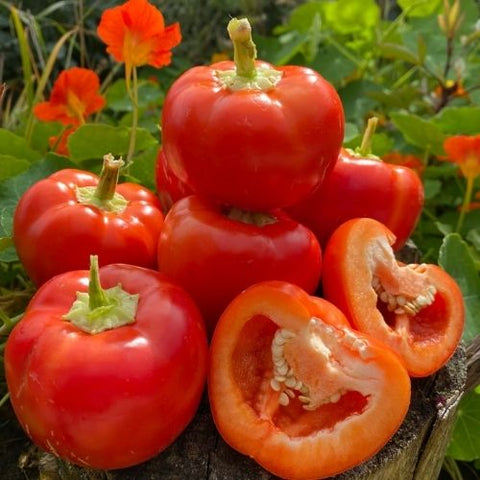 Semence de "Poivron Klari Baby Cheese" – Bio - Écoumène