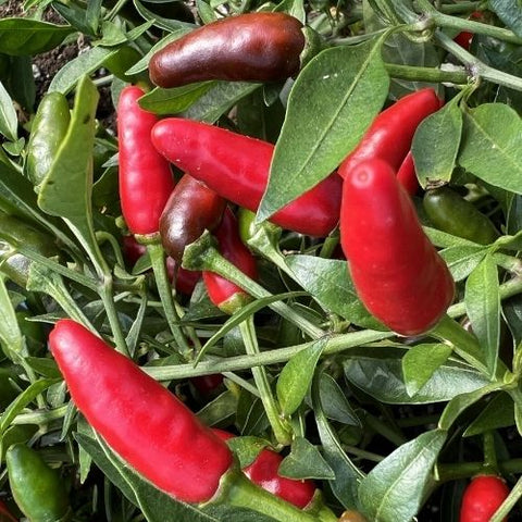 Semence "Piment Piri-Piri" - Bio - Écoumène