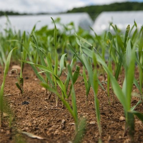 Semence "Seigle" - Bio - Écoumène