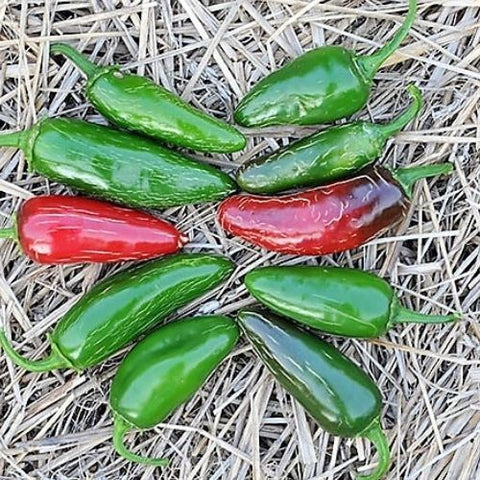 Semence "Piment Jalapeno Tam" - Bio - Écoumène