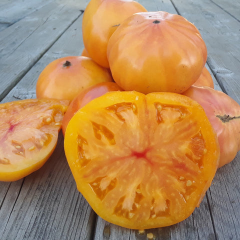 Semence de "Tomate beefsteak Ananas" – Bio - Écoumène