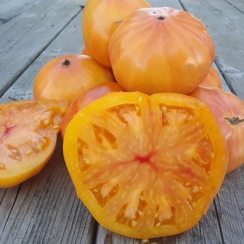 Semence de "Tomate beefsteak Ananas" – Bio - Écoumène