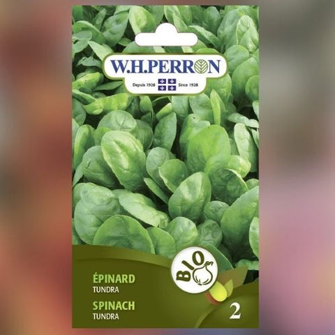 Semence de "Épinard Tundra" Biologique
