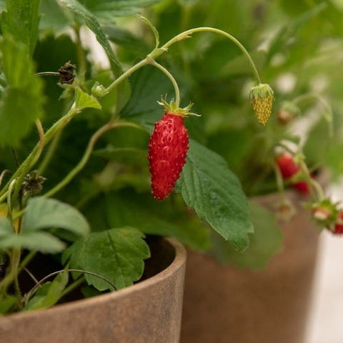 Semence de "Fraisier Alpin" - Bio - Écoumène