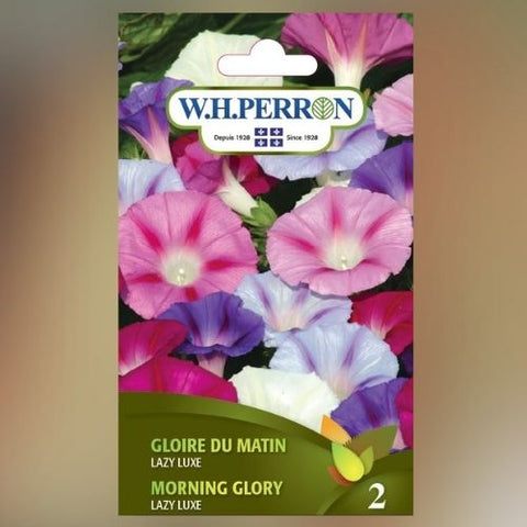 Semence de "Gloire du matin Lazy luxe mix" non traité