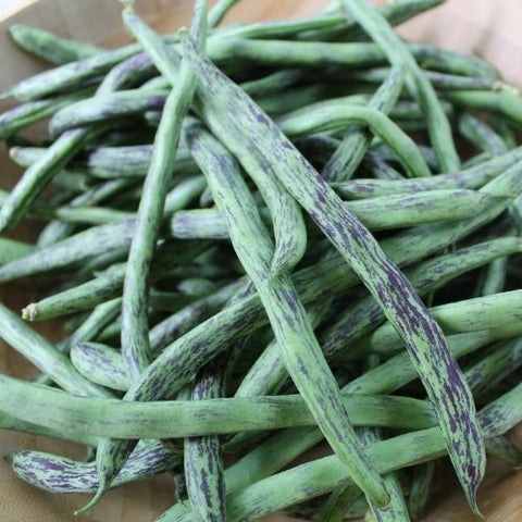 Semence "Haricot grimpant Rattlesnake" - Bio - Écoumène