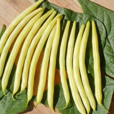 Semence "Haricot Beurre de Rocquencourt" - Bio - Écoumène