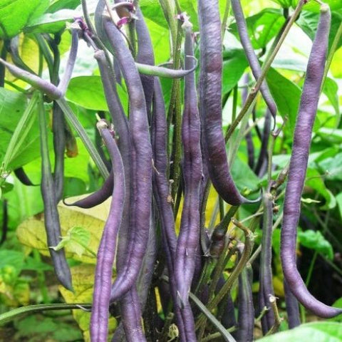 Semence "Haricot nain Royal burgundy" - Bio - Écoumène