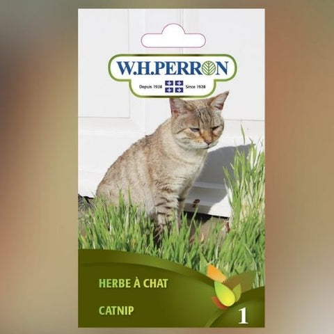 Semence "Herbe à chat" non traité