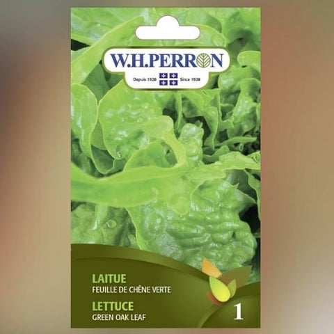 Semence de "Laitue feuille de chêne" non traité