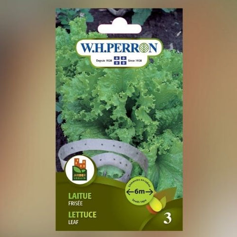 Semence de "Laitue frisée verte" sur ruban