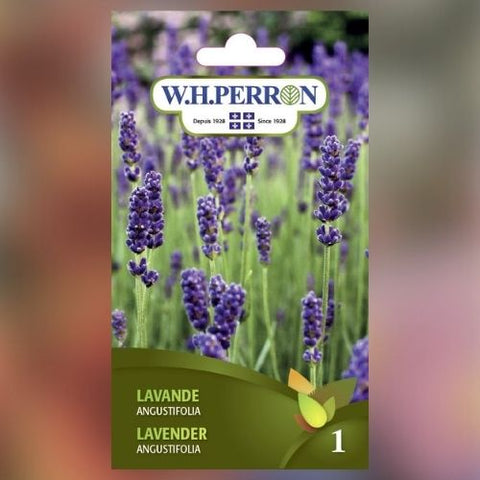 Semence de "Lavande Augustifolia" non traité