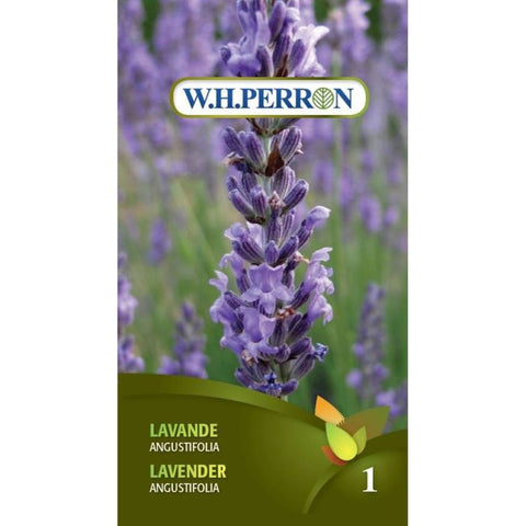 Semence de "Lavande Augustifolia" non traité