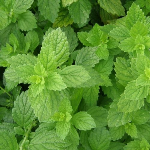 Semence "Mélisse officinale" - Bio - Écoumène