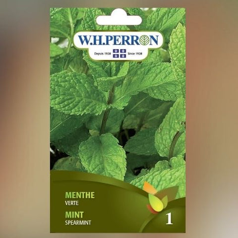 Semence de "Menthe verte"