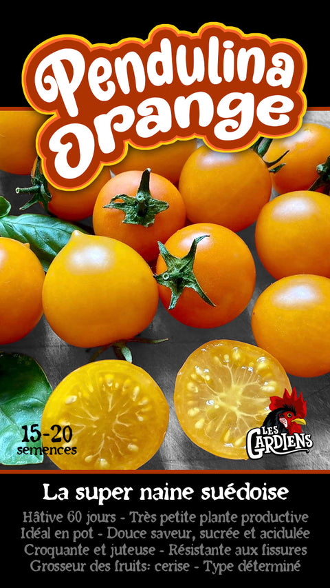 Semence de "Tomate Pendulina orange"