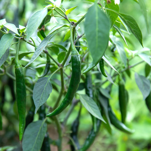 Semence de "Piment Prik Chi Faa" - Bio - Écoumène