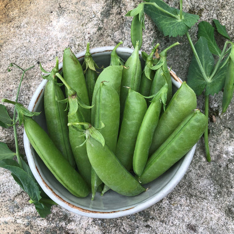 Semence "Pois Sugar snap" - Bio - Écoumène