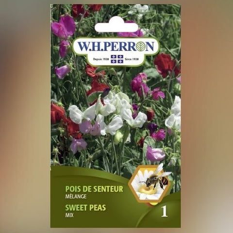 Semence de "Pois de Senteur mix" non traité