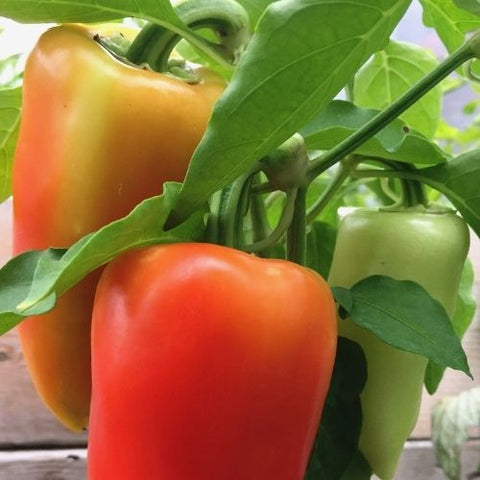 Semence "Poivron Antohi Romania" - Bio - Écoumène