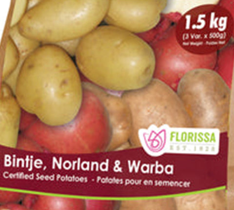 Semence de Pomme de Terre Combo "Binjie, Norland, Warba"