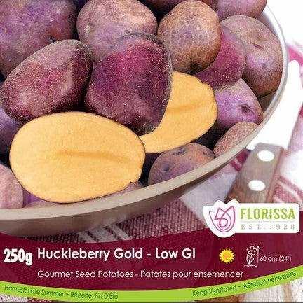 Semence de pomme de terre "Huckleberry Gold"