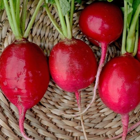 Semence "Radis géant de Sicile" - Bio - Écoumène