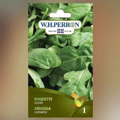 Semence de "Roquette" non traité