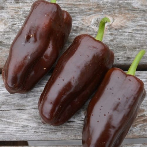 Semence "Poivron chocolat" - Bio - Écoumène