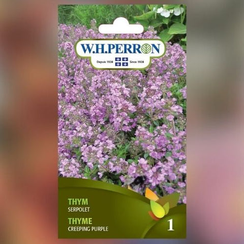 Semence de "Thym serpolet"
