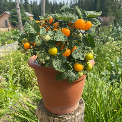 Plant de tomate cerise 'Orange Hat' – Écoumène