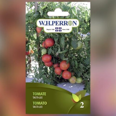Semence de "Tomate Tasti-Lee"