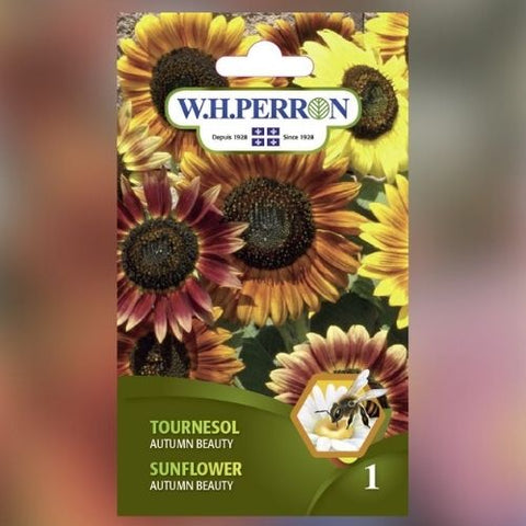 Semence de "Tournesol Autumn Beauty" non traité