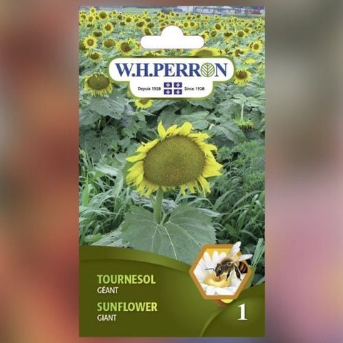 Semence de fleur de "Tournesol géant" non traité