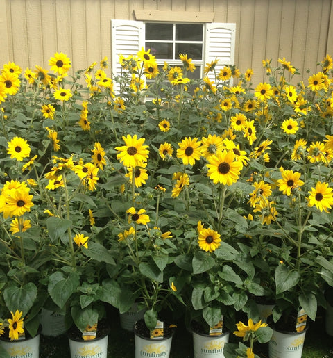 Semence de fleur de "Tournesol géant" non traité