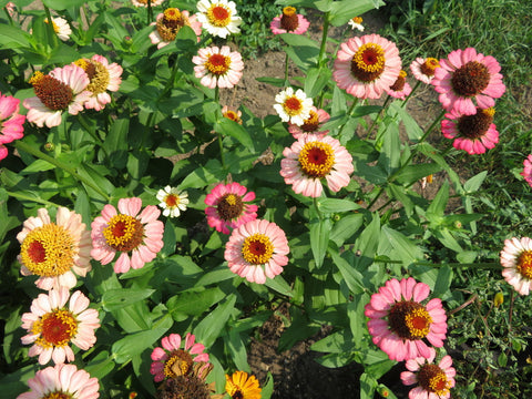 Semence de "Zinnia Zinderella Peach"