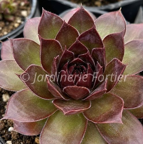 Sempervivum Chick Charms Giant "Copper Canyon"