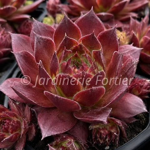 Sempervivum "Red Rubin"