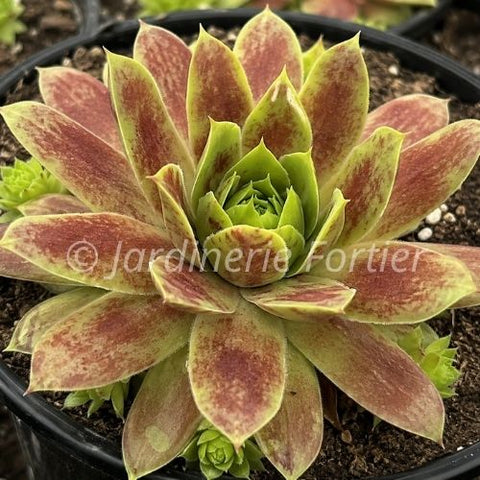 Sempervivum Chick Charms Giant "Gold Mine"