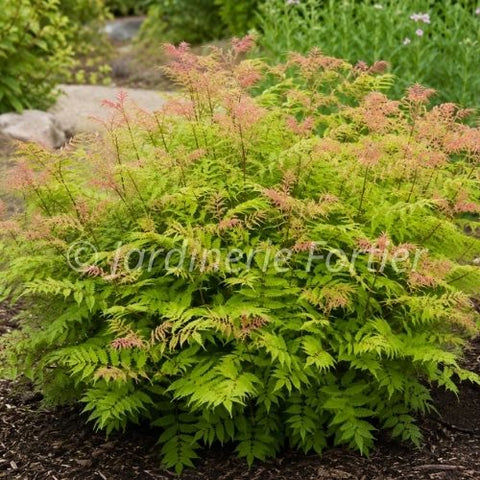 Sorbaria "Cherry on top"