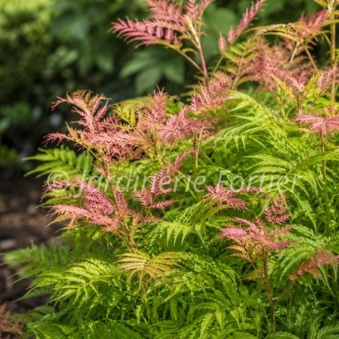Sorbaria "Cherry on top"