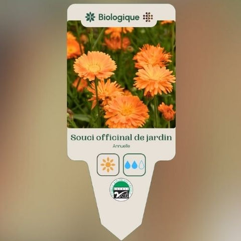 Plant de "Souci officinal de jardin" – Écoumène