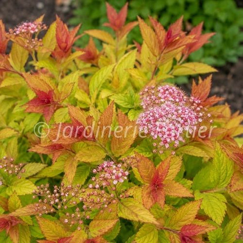 Spirée "Goldflame"