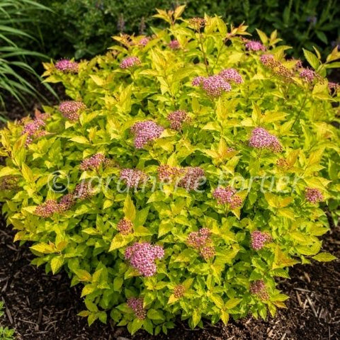 Spirée "Pineapple Poprocks"