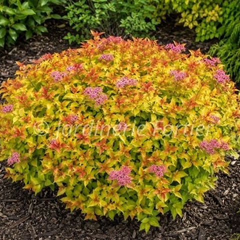Spirée "Goldflame"