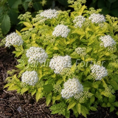 Spirée japonica "White gold"