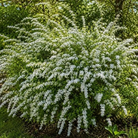 Spirée "Van Houtte"